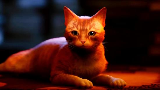 Stray cat customisation: An image of a ginger cat
