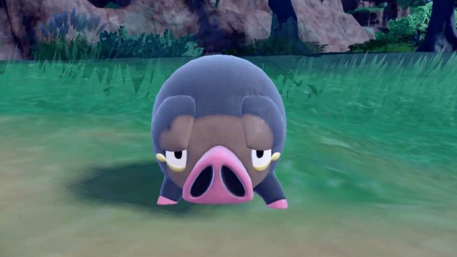 Pokemon Scarlet and Violet New Pokemon: Lechonk can be seen looking at something off camera